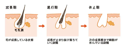 周期